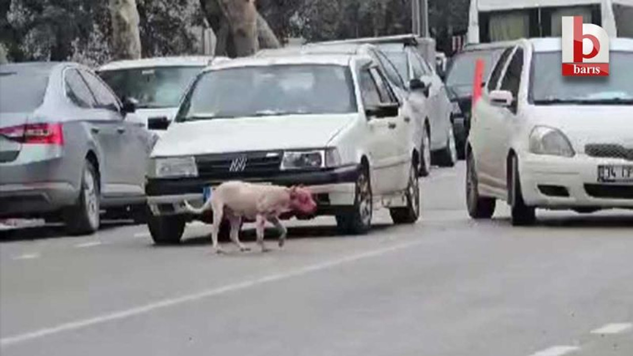 Kocaeli'de dehşet: Başıboş pitbull, köpeği parçaladı!