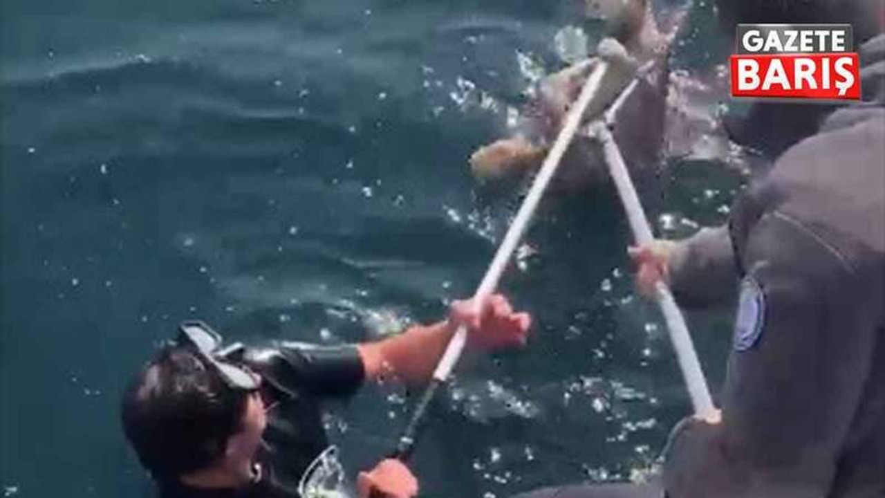 Kocaeli'de denize düşen kedi kurtarıldı