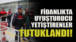 Fidanlıkta uyuşturucu yetiştirenler hakkında yeni gelişme
