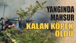 Yangında mahsur kalan köpek öldü