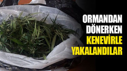 Ormandan dönerken kenevirle yakalandılar!