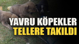 Yavru köpekler tellere takıldı