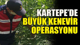 Kartepe’de büyük kenevir operasyonu