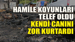 Hamile koyunları telef oldu kendi canını zor kurtardı