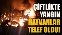 Çiftlikte yangın, hayvanlar telef oldu