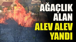 Ağaçlık alan alev alev yandı