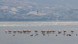 Flamingolar, kışın keyfini sürüyor