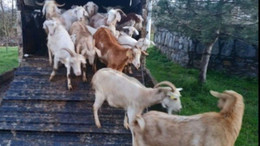 Kocaeli'de hayvan dolandırıcılarına suçüstü!