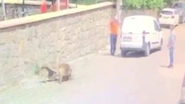 Köpeği ezip ölümüne sebep olan şahsa ceza kesildi