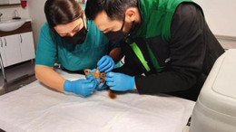 Sincap Alvin yeni yuvasında