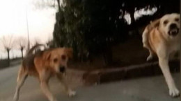 KOÜ'de başıboş köpekler öğrenciye saldırdı