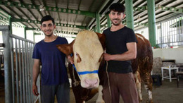 Hayvan pazarının gözdesi oldular