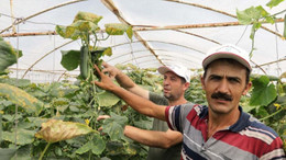 Modern seralardaki verim üreticiyi sevindirdi