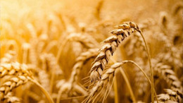 Bakanlıktan tahıl sevkiyatı açıklaması!