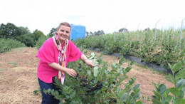 Süper meyve aranyoda hasat zamanı