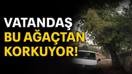 Vatandaş bu ağaçtan korkuyor
