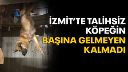 İzmit'te talihsiz köpeğin başına gelmeyen kalmadı