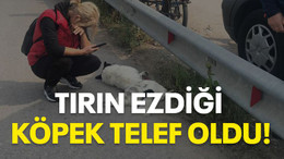 Tırın ezdiği köpek telef oldu