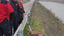 Dereye düşen köpeği itfaiye ekipleri son anda kurtardı!