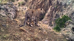 Anadolu leoparının yayılış haritası oluşturulacak