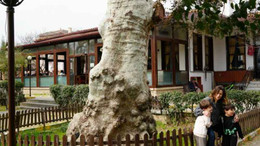 Asırlık çınarın altında 150 yıldır kahve içiliyor
