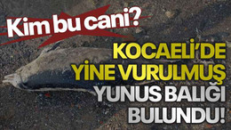 Kim bu cani? Kocaeli’de yine vurulmuş yunus balığı bulundu!