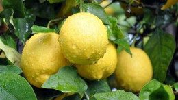Baş ucunuza limon koymanızın 10 faydası!