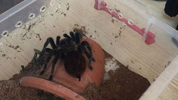 İstanbul’da tarantula kaçakçılığı operasyonu!