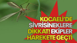 Kocaeli'de sivrisineklere dikkat! Ekipler harekete geçti