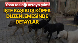 Yasa taslağı ortaya çıktı! İşte başıboş köpek düzenlemesinde detaylar