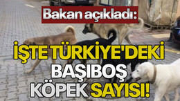 Bakan açıkladı: İşte Türkiye'deki başıboş köpek sayısı!