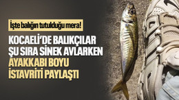 İşte balığın tutulduğu mera! Kocaeli’de balıkçılar şu sıra sinek avlarken ayakkabı boyu istavriti paylaştı