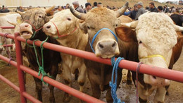 Kocaeli'de kurbanlıkların yarısı satıldı