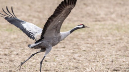 Nesli tükenmekte olan o hayvan için sıkı takip başladı