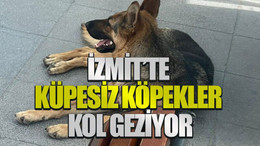 İzmit’te küpesiz köpekler kol geziyor