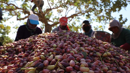 Türkiye'den 6 ayda 96,6 milyon dolarlık fıstık ihraç edildi