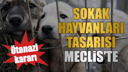 Sokak hayvanları tasarısı Meclis'te