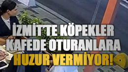 İzmit’te köpekler kafede oturanlara huzur vermiyor!