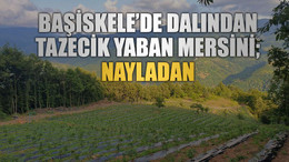 Başiskele’de Dalından Tazecik Yaban Mersini; NAYLADAN
