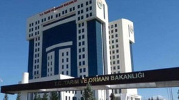 Tarım ve Orman Bakanlığı kuraklıktan etkilenen ayçiçeği tarlalarını inceledi