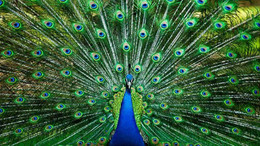 İzinsiz tavus kuşu beslemenin cezası var!