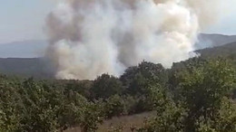 Kocaeli'de orman yangını