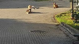 Abdülhamit’in torunu Umuttepe’deki köpekleri şikayet etti!