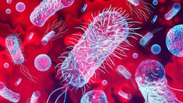 Sepsis nedir?