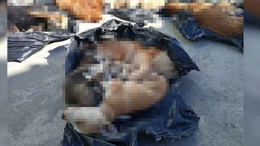 Gebze’deki katliamda rapor: Hayvanlar yeni ölmüş!