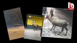 Şehre inen geyikler vatandaşları hem şaşırttı hem mutlu etti!