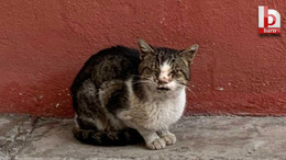 Vatandaştan İzmit Belediyesine kedi tepkisi!
