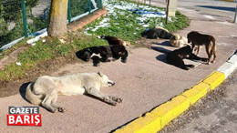 İzmit'teki bu mahalleyi başı boş köpekler mesken tuttu