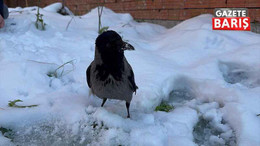 Görenler hayrete düştü: Kocaeli'de karga kar banyosu yaptı!