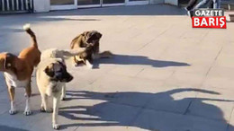 Kocaeli’de belediyelere sokak köpeği tehdidi!